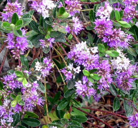 Purple Flowering Hebe